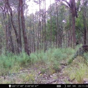 Wallabia bicolor at Denman Prospect, ACT - 23 Nov 2022 07:08 AM