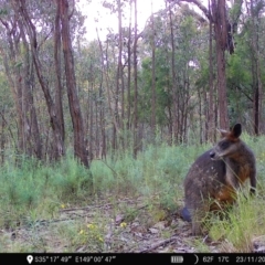 Wallabia bicolor at Denman Prospect, ACT - 23 Nov 2022 07:08 AM