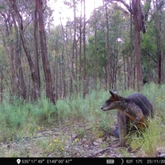 Wallabia bicolor at Denman Prospect, ACT - 23 Nov 2022 07:08 AM