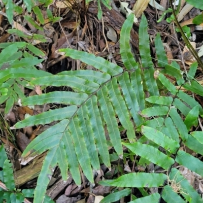 Telmatoblechnum indicum (Bungwall, Swampwater Fern) at Vincentia, NSW - 5 Aug 2023 by trevorpreston