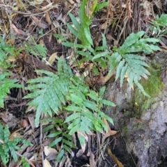 Telmatoblechnum indicum at Vincentia, NSW - 6 Aug 2023 09:59 AM