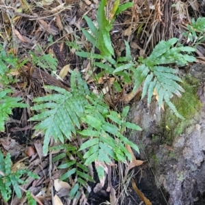 Telmatoblechnum indicum at Vincentia, NSW - 6 Aug 2023 09:59 AM