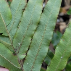 Telmatoblechnum indicum at Vincentia, NSW - 6 Aug 2023 09:59 AM