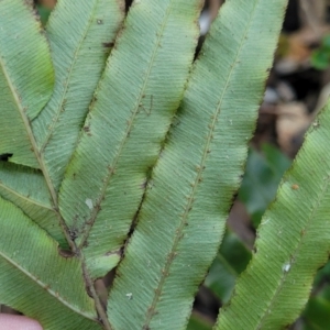 Telmatoblechnum indicum at Vincentia, NSW - 6 Aug 2023