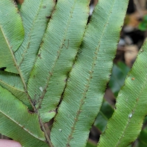 Telmatoblechnum indicum at Vincentia, NSW - 6 Aug 2023 09:59 AM