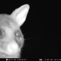 Trichosurus vulpecula (Common Brushtail Possum) at Denman Prospect 2 Estate Deferred Area (Block 12) - 23 Nov 2022 by teeniiee