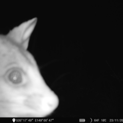 Trichosurus vulpecula at Denman Prospect, ACT - 23 Nov 2022