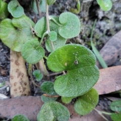 Dichondra repens (Kidney Weed) at Vincentia, NSW - 5 Aug 2023 by trevorpreston