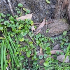 Dichondra repens at Vincentia, NSW - 6 Aug 2023