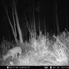 Vulpes vulpes (Red Fox) at Denman Prospect 2 Estate Deferred Area (Block 12) - 29 Nov 2022 by teeniiee