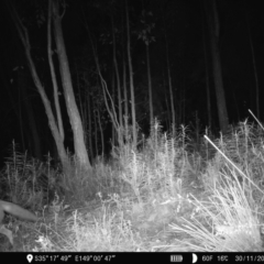 Vulpes vulpes at Denman Prospect, ACT - 30 Nov 2022