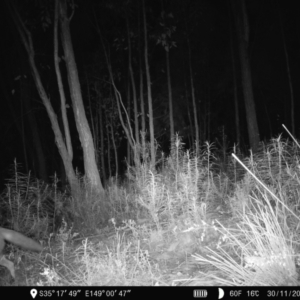 Vulpes vulpes at Denman Prospect, ACT - 30 Nov 2022