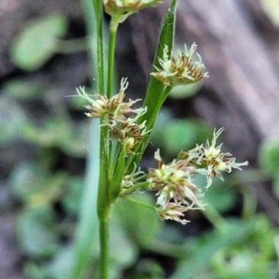 Luzula meridionalis (Common Woodrush) at Vincentia, NSW - 6 Aug 2023 by trevorpreston