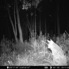 Trichosurus vulpecula (Common Brushtail Possum) at Denman Prospect, ACT - 28 Nov 2022 by teeniiee