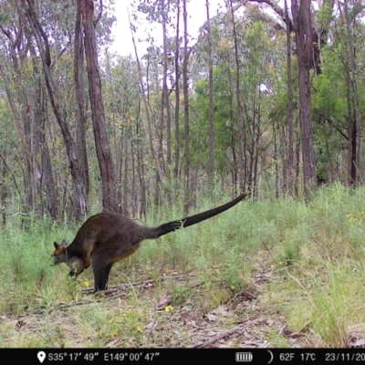 Wallabia bicolor (Swamp Wallaby) at Piney Ridge - 22 Nov 2022 by teeniiee