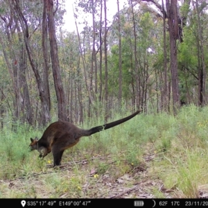 Wallabia bicolor at Denman Prospect, ACT - 23 Nov 2022