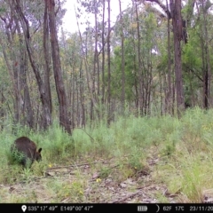 Wallabia bicolor at Denman Prospect, ACT - 23 Nov 2022 09:31 AM