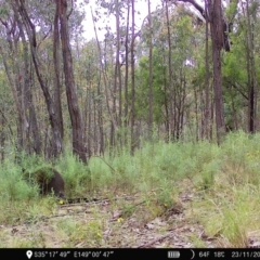 Wallabia bicolor (Swamp Wallaby) at Denman Prospect 2 Estate Deferred Area (Block 12) - 23 Nov 2022 by teeniiee