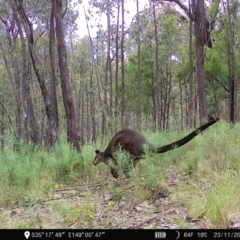 Wallabia bicolor at Denman Prospect, ACT - 23 Nov 2022 09:41 AM