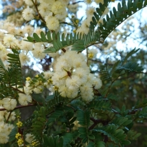 Acacia terminalis subsp. Glabrous form (M.Hancock 94) at suppressed - 14 May 2023