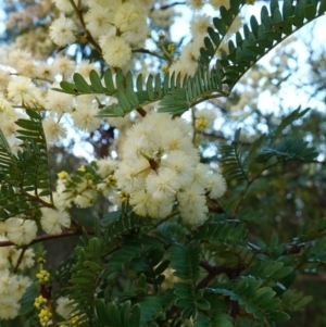 Acacia terminalis subsp. Glabrous form (M.Hancock 94) at suppressed - suppressed