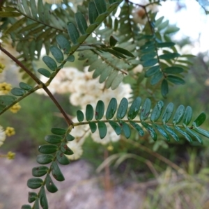 Acacia terminalis subsp. Glabrous form (M.Hancock 94) at suppressed - suppressed