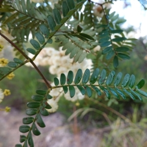 Acacia terminalis subsp. Glabrous form (M.Hancock 94) at suppressed - 14 May 2023
