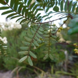 Acacia terminalis subsp. Glabrous form (M.Hancock 94) at suppressed - suppressed