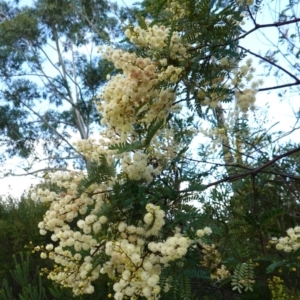 Acacia terminalis subsp. Glabrous form (M.Hancock 94) at suppressed - suppressed