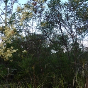 Acacia terminalis subsp. Glabrous form (M.Hancock 94) at suppressed - suppressed