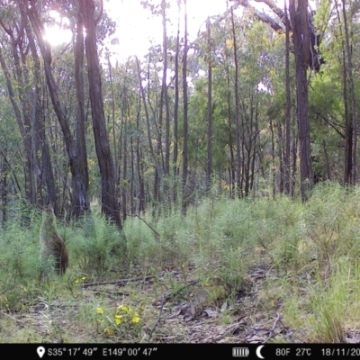 Macropus giganteus (Eastern Grey Kangaroo) at Piney Ridge - 18 Nov 2022 by teeniiee