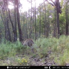 Macropus giganteus at Denman Prospect, ACT - 18 Nov 2022