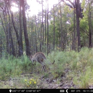 Macropus giganteus at Denman Prospect, ACT - 18 Nov 2022