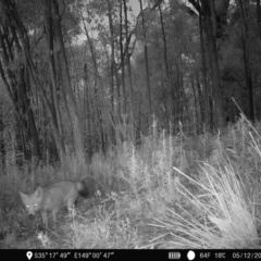 Vulpes vulpes (Red Fox) at Piney Ridge - 4 Dec 2022 by teeniiee