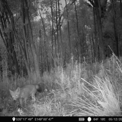 Vulpes vulpes (Red Fox) at Denman Prospect, ACT - 4 Dec 2022 by teeniiee