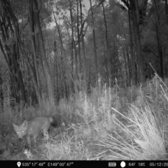 Vulpes vulpes (Red Fox) at Denman Prospect, ACT - 4 Dec 2022 by teeniiee