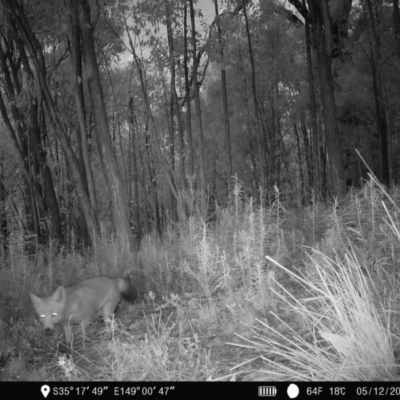 Vulpes vulpes (Red Fox) at Piney Ridge - 4 Dec 2022 by teeniiee