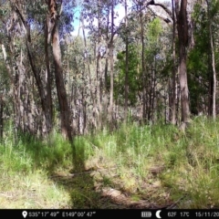 Notamacropus rufogriseus (Red-necked Wallaby) at Block 402 - 14 Nov 2022 by teeniiee