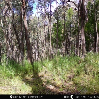 Notamacropus rufogriseus (Red-necked Wallaby) at Block 402 - 14 Nov 2022 by teeniiee