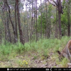 Notamacropus rufogriseus (Red-necked Wallaby) at Denman Prospect 2 Estate Deferred Area (Block 12) - 19 Nov 2022 by teeniiee