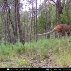 Notamacropus rufogriseus (Red-necked Wallaby) at Denman Prospect, ACT - 21 Nov 2022 by teeniiee