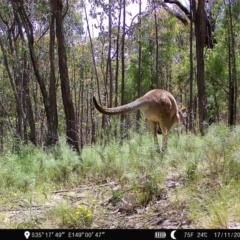 Macropus giganteus (Eastern Grey Kangaroo) at Block 402 - 17 Nov 2022 by teeniiee