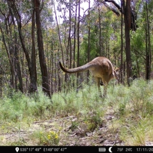 Macropus giganteus at Denman Prospect, ACT - 17 Nov 2022