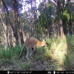 Notamacropus rufogriseus (Red-necked Wallaby) at Denman Prospect 2 Estate Deferred Area (Block 12) - 2 Dec 2022 by teeniiee