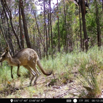 Macropus giganteus (Eastern Grey Kangaroo) at Piney Ridge - 8 Dec 2022 by teeniiee