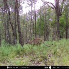 Macropus giganteus (Eastern Grey Kangaroo) at Denman Prospect 2 Estate Deferred Area (Block 12) - 12 Nov 2022 by teeniiee