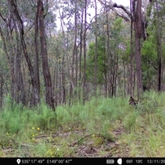 Wallabia bicolor (Swamp Wallaby) at Denman Prospect, ACT - 13 Nov 2022 by teeniiee