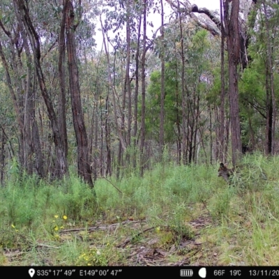 Wallabia bicolor (Swamp Wallaby) at Denman Prospect, ACT - 13 Nov 2022 by teeniiee