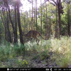 Macropus giganteus (Eastern Grey Kangaroo) at Block 402 - 18 Nov 2022 by teeniiee