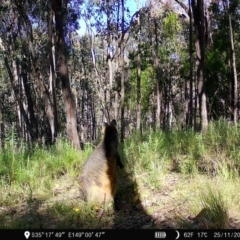 Wallabia bicolor (Swamp Wallaby) at Denman Prospect, ACT - 25 Nov 2022 by teeniiee